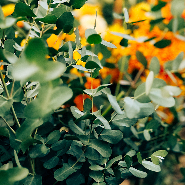 eucalyptus