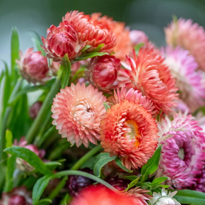 strawflower