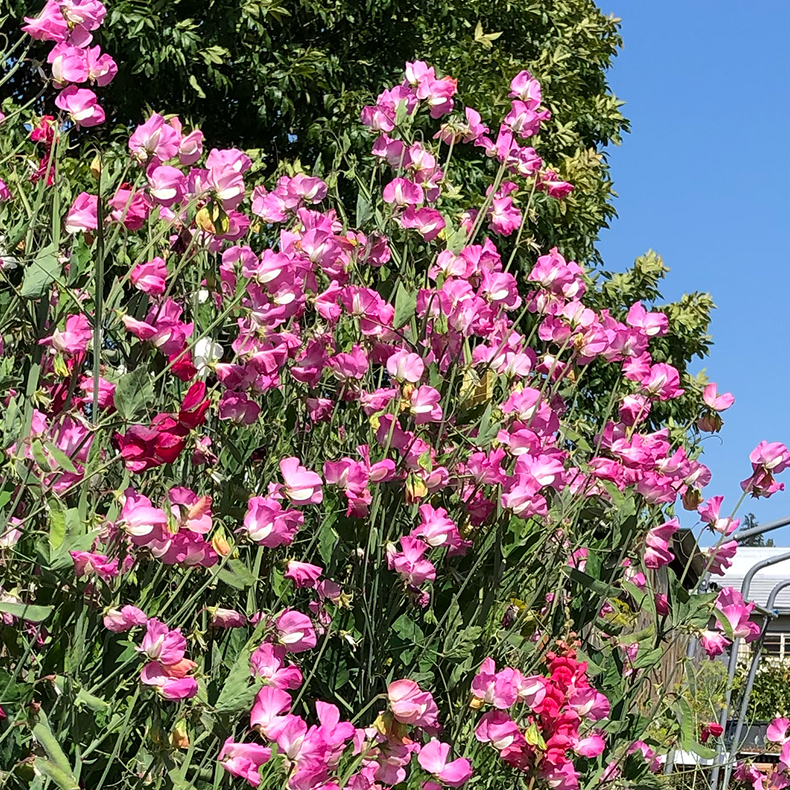 sweetpeas